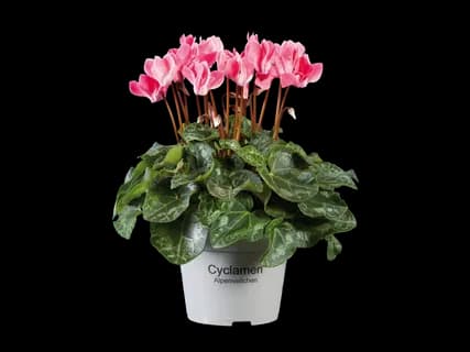 Cyclaam