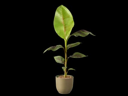 Bananenplant