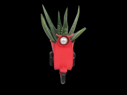Kamerplant in trendy scooter
