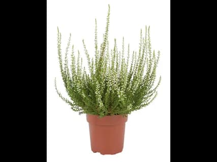 Calluna vulgaris