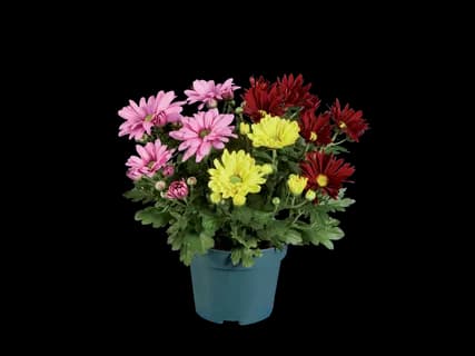 Chrysantenmix