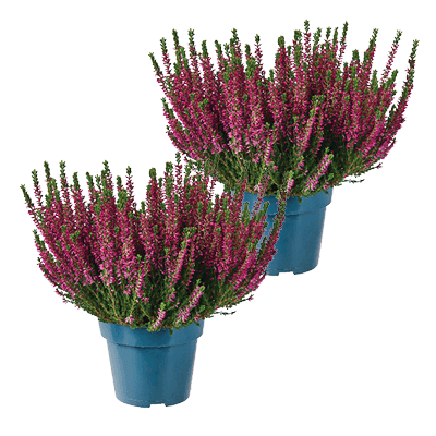 Calluna